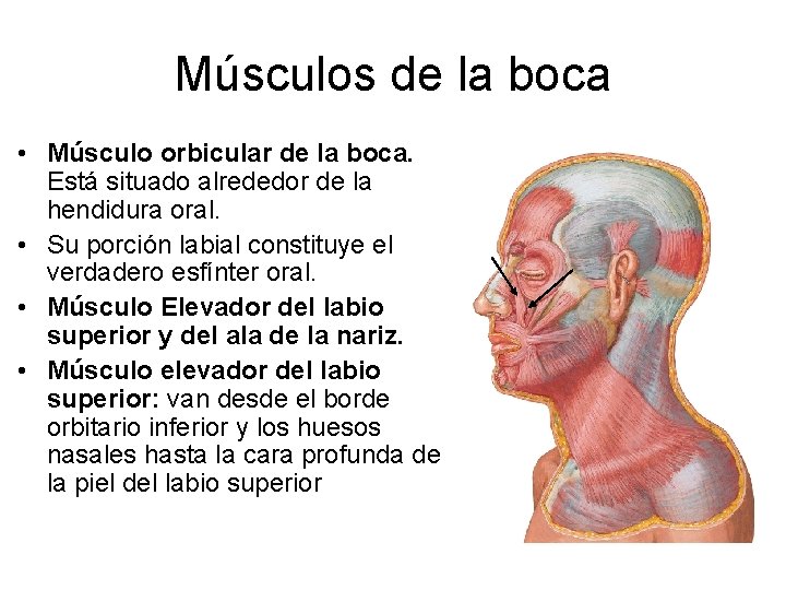 Músculos de la boca • Músculo orbicular de la boca. Está situado alrededor de