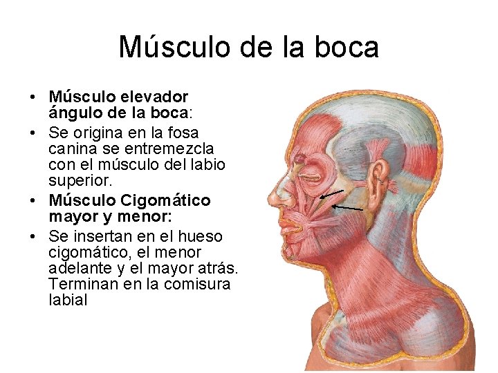 Músculo de la boca • Músculo elevador ángulo de la boca: • Se origina