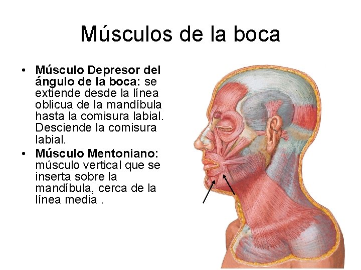 Músculos de la boca • Músculo Depresor del ángulo de la boca: se extiende