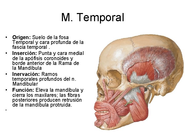 M. Temporal • Origen: Suelo de la fosa Temporal y cara profunda de la