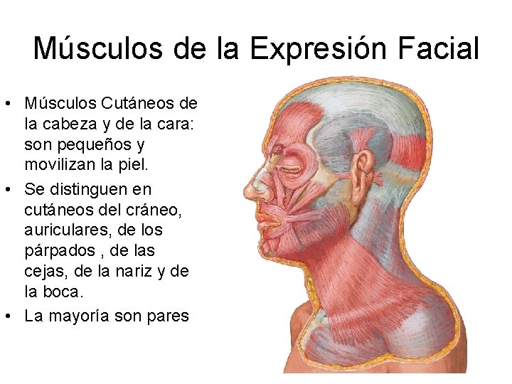 Músculos de la Expresión Facial • Músculos Cutáneos de la cabeza y de la