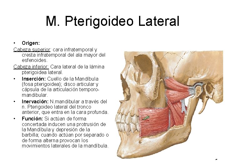 M. Pterigoideo Lateral • Origen: Cabeza superior: cara infratemporal y cresta infratemporal del ala