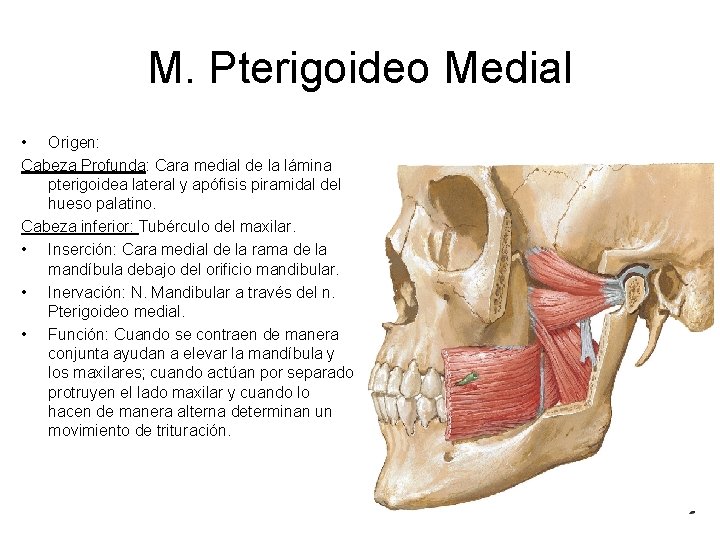 M. Pterigoideo Medial • Origen: Cabeza Profunda: Cara medial de la lámina pterigoidea lateral