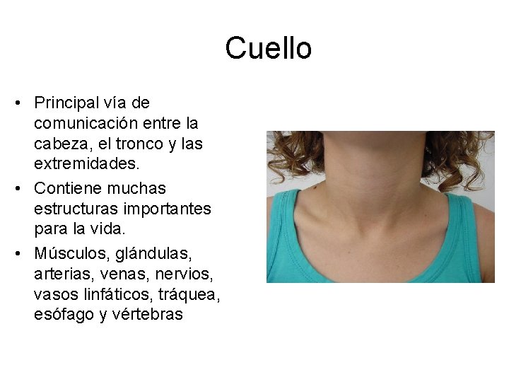 Cuello • Principal vía de comunicación entre la cabeza, el tronco y las extremidades.