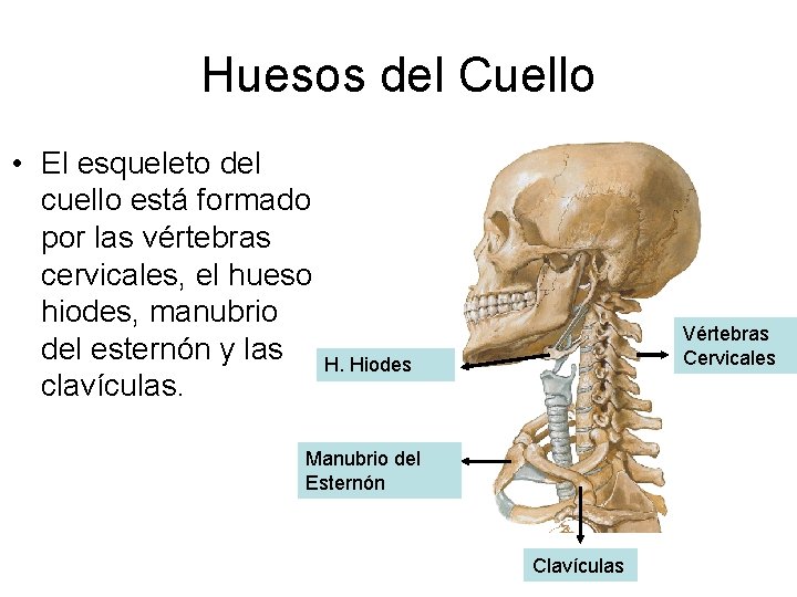 Huesos del Cuello • El esqueleto del cuello está formado por las vértebras cervicales,