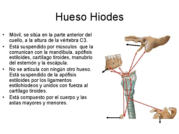 Hueso Hiodes • Móvil, se sitúa en la parte anterior del cuello, a la