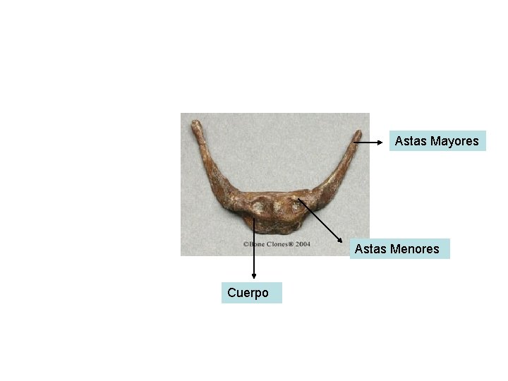 Astas Mayores Astas Menores Cuerpo 