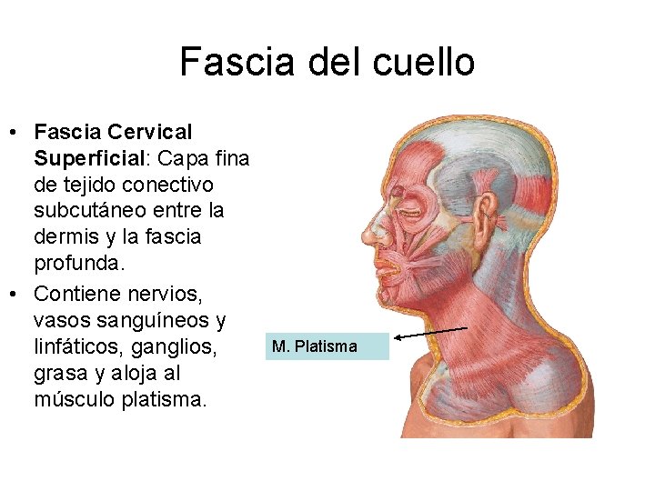 Fascia del cuello • Fascia Cervical Superficial: Capa fina de tejido conectivo subcutáneo entre