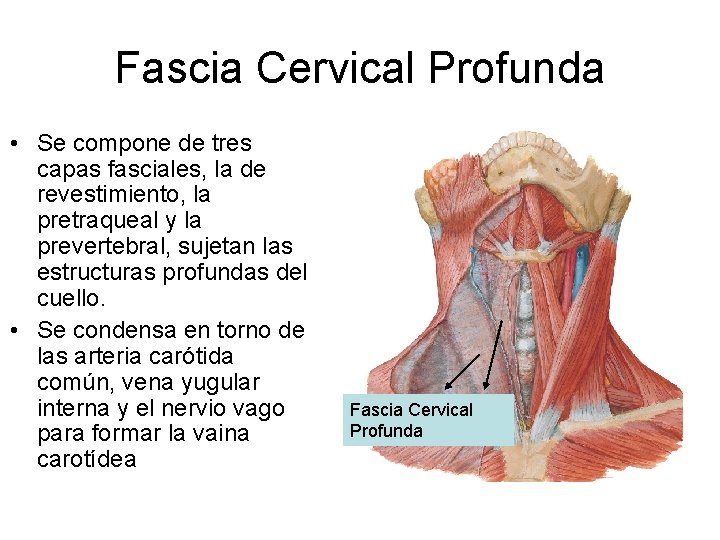 Fascia Cervical Profunda • Se compone de tres capas fasciales, la de revestimiento, la