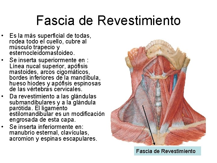 Fascia de Revestimiento • Es la más superficial de todas, rodea todo el cuello,