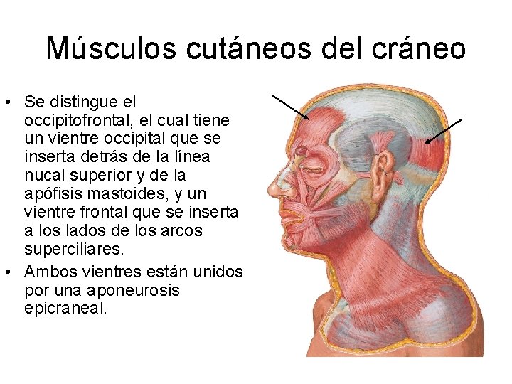 Músculos cutáneos del cráneo • Se distingue el occipitofrontal, el cual tiene un vientre