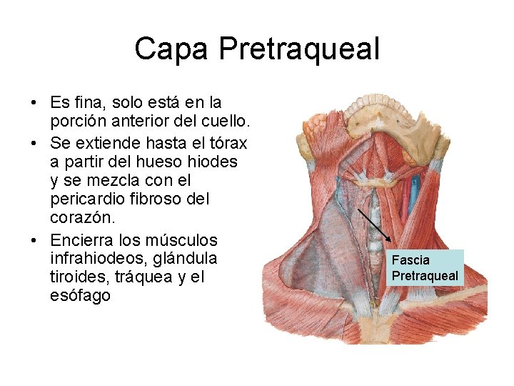 Capa Pretraqueal • Es fina, solo está en la porción anterior del cuello. •