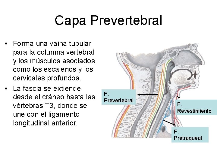 Capa Prevertebral • Forma una vaina tubular para la columna vertebral y los músculos