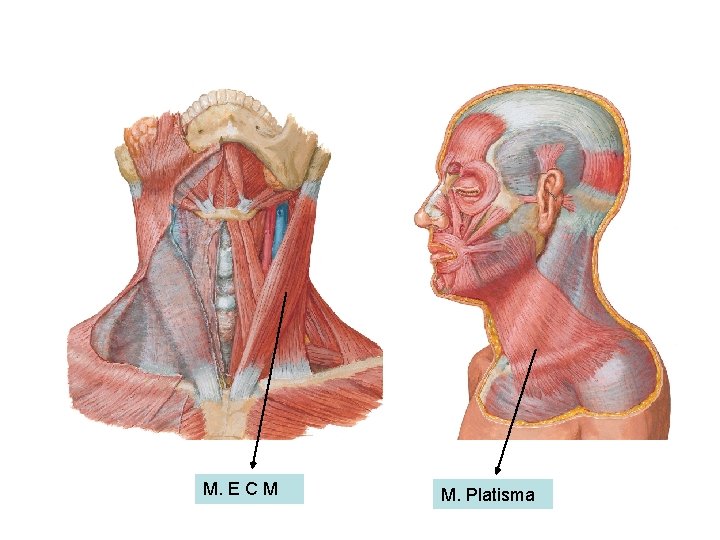 M. E C M M. Platisma 