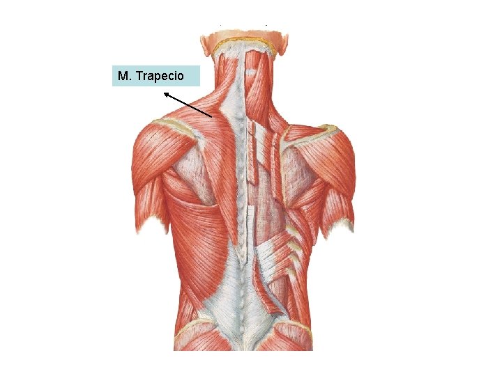 M. Trapecio 