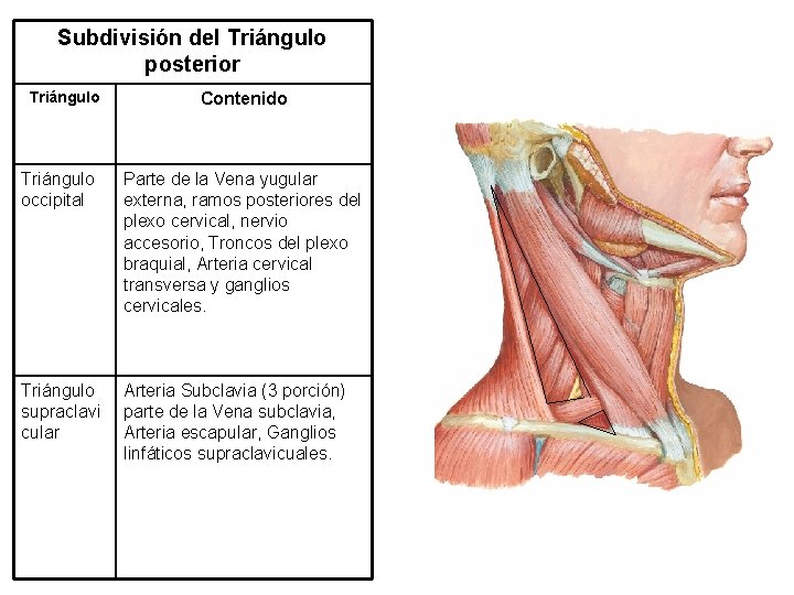 Subdivisión del Triángulo posterior Triángulo Contenido Triángulo occipital Parte de la Vena yugular externa,