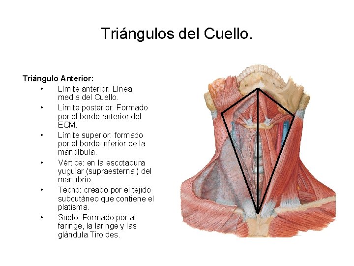 Triángulos del Cuello. Triángulo Anterior: • Límite anterior: Línea media del Cuello. • Límite