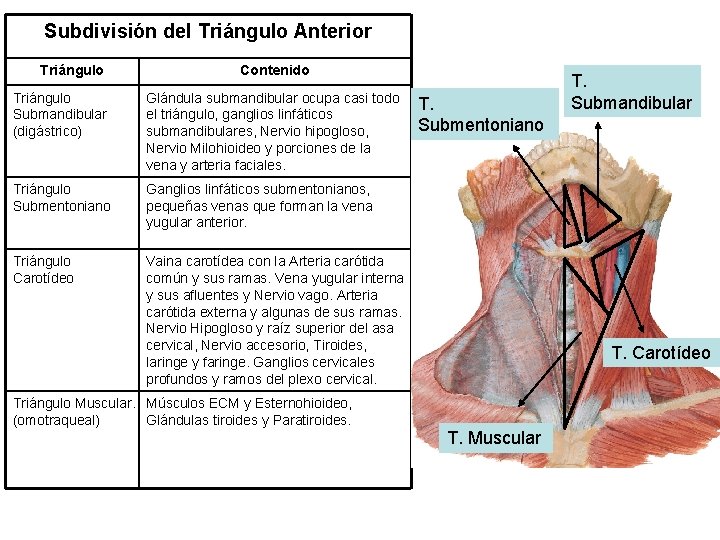 Subdivisión del Triángulo Anterior Triángulo Contenido Triángulo Submandibular (digástrico) Glándula submandibular ocupa casi todo