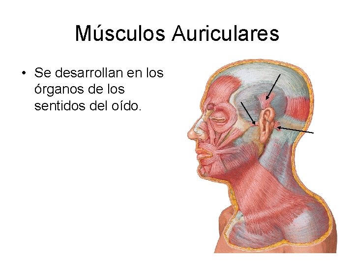 Músculos Auriculares • Se desarrollan en los órganos de los sentidos del oído. 