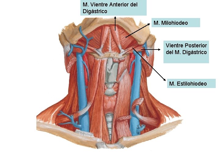 M. Vientre Anterior del Digástrico M. Milohiodeo Vientre Posterior del M. Digástrico M. Estilohiodeo