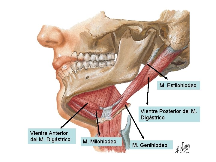 M. Estilohiodeo Vientre Posterior del M. Digástrico Vientre Anterior del M. Digástrico M. Milohiodeo