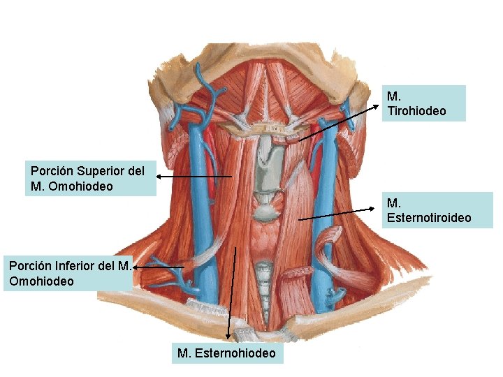 M. Tirohiodeo Porción Superior del M. Omohiodeo M. Esternotiroideo Porción Inferior del M. Omohiodeo