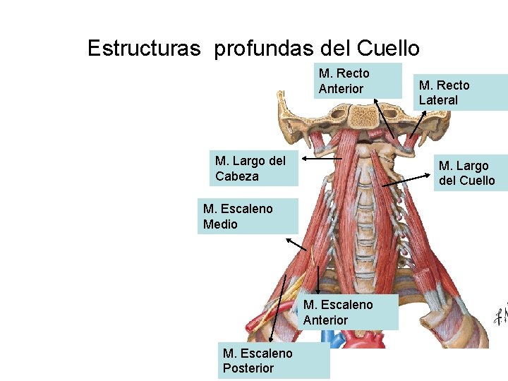 Estructuras profundas del Cuello M. Recto Anterior M. Largo del Cabeza M. Largo del