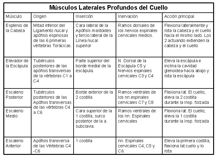 Músculos Laterales Profundos del Cuello Músculo Origen Inserción Inervación Acción principal Esplenio de la