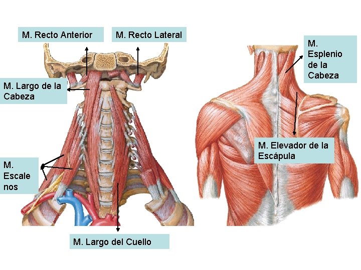 M. Recto Anterior M. Recto Lateral M. Esplenio de la Cabeza M. Largo de