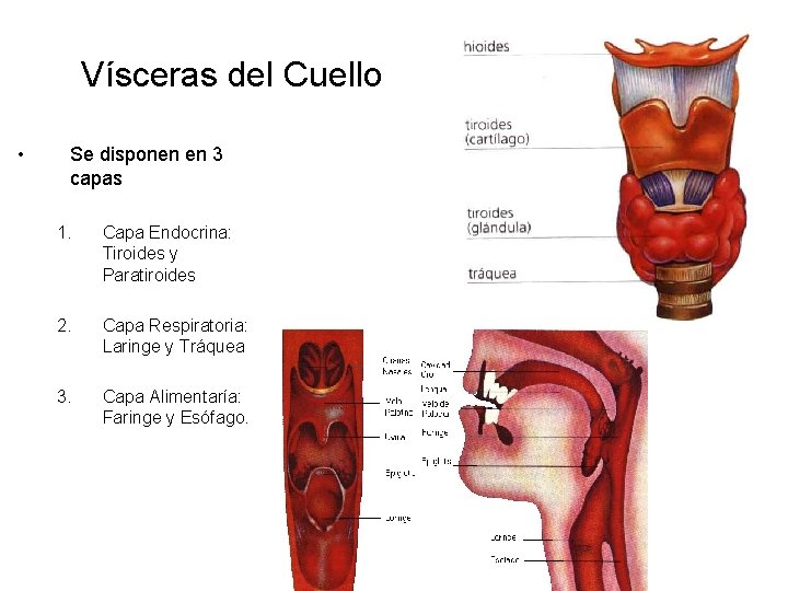 Vísceras del Cuello • Se disponen en 3 capas 1. Capa Endocrina: Tiroides y