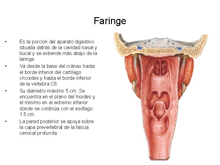 Faringe • • Es la porción del aparato digestivo situada detrás de la cavidad