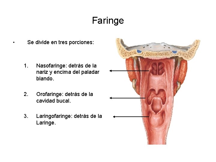 Faringe • Se divide en tres porciones: 1. Nasofaringe: detrás de la nariz y