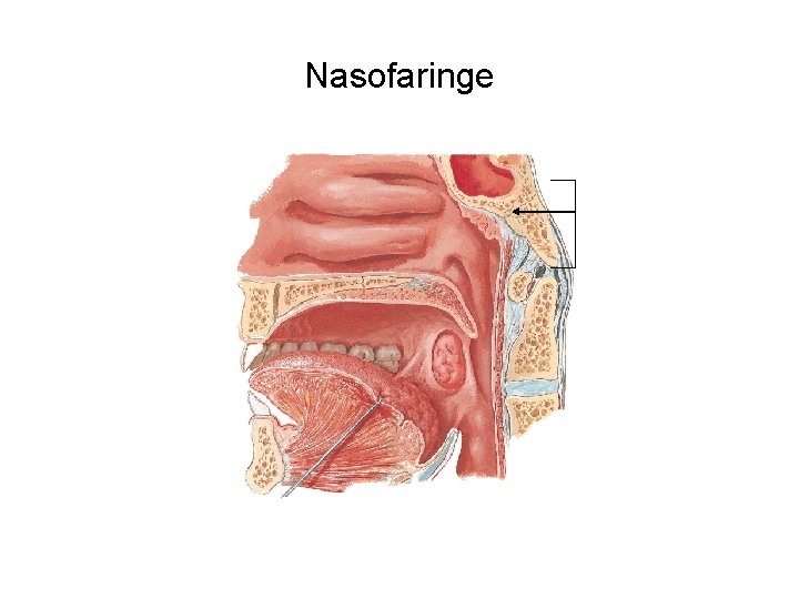 Nasofaringe 