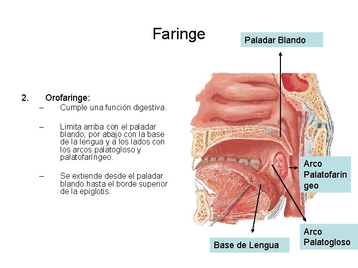 Faringe 2. Paladar Blando Orofaringe: – Cumple una función digestiva. – Limita arriba con