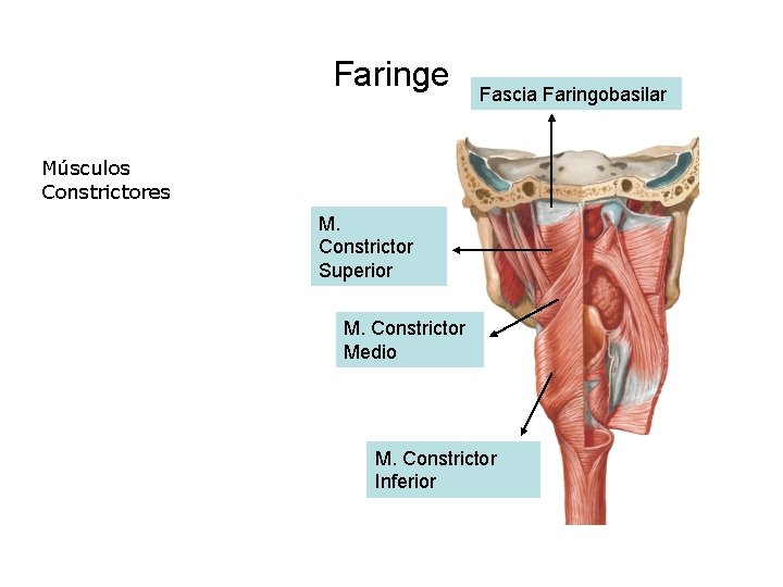 Faringe Fascia Faringobasilar Músculos Constrictores M. Constrictor Superior M. Constrictor Medio M. Constrictor Inferior