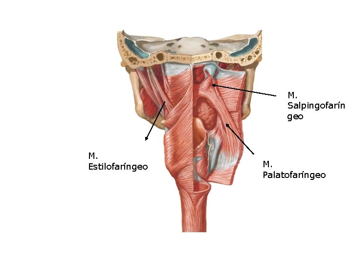 M. Salpingofarín geo M. Estilofaríngeo M. Palatofaríngeo 