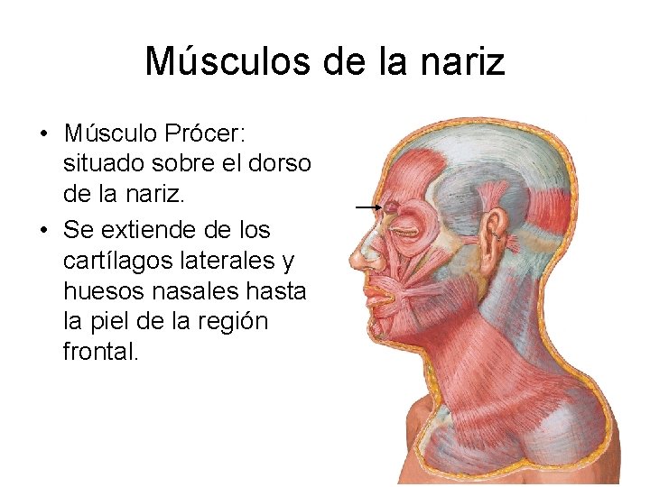 Músculos de la nariz • Músculo Prócer: situado sobre el dorso de la nariz.