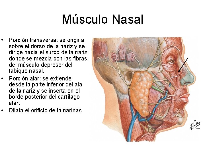 Músculo Nasal • Porción transversa: se origina sobre el dorso de la nariz y