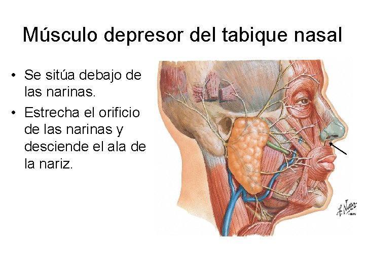 Músculo depresor del tabique nasal • Se sitúa debajo de las narinas. • Estrecha