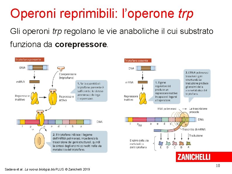 Operoni reprimibili: l’operone trp Gli operoni trp regolano le vie anaboliche il cui substrato