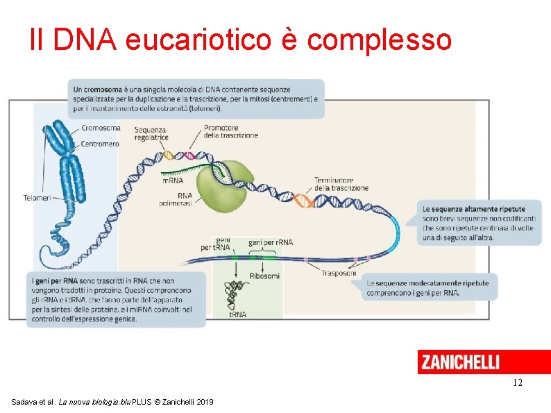 Il DNA eucariotico è complesso 12 Sadava et al. La nuova biologia. blu PLUS