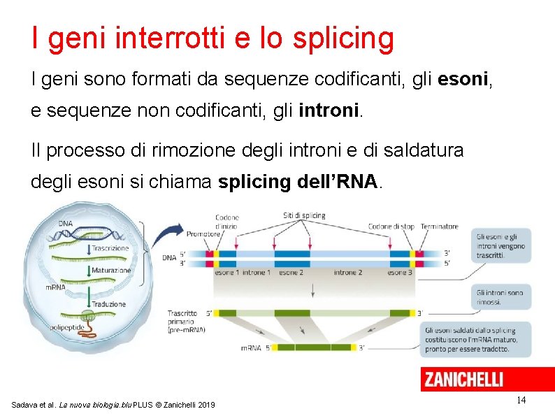 I geni interrotti e lo splicing I geni sono formati da sequenze codificanti, gli