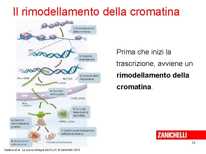 Il rimodellamento della cromatina Prima che inizi la trascrizione, avviene un rimodellamento della cromatina.