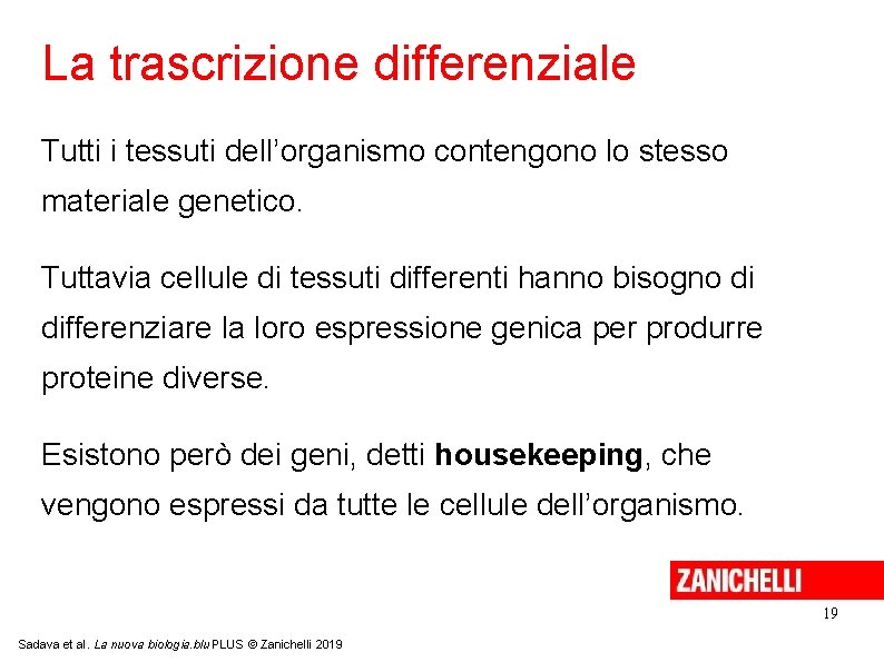 La trascrizione differenziale Tutti i tessuti dell’organismo contengono lo stesso materiale genetico. Tuttavia cellule