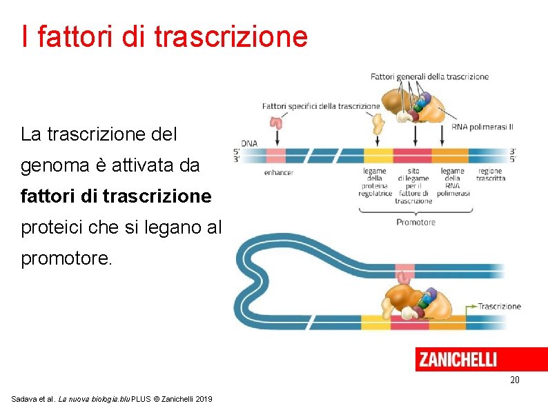 I fattori di trascrizione La trascrizione del genoma è attivata da fattori di trascrizione