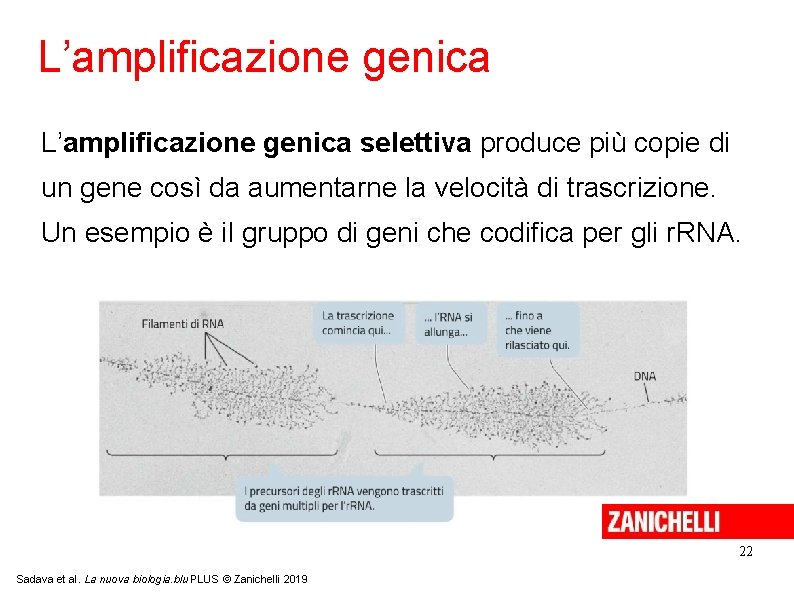 L’amplificazione genica selettiva produce più copie di un gene così da aumentarne la velocità