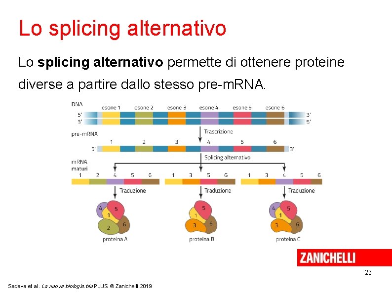 Lo splicing alternativo permette di ottenere proteine diverse a partire dallo stesso pre-m. RNA.