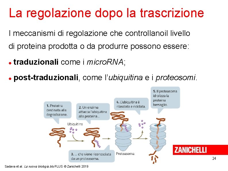 La regolazione dopo la trascrizione I meccanismi di regolazione che controllanoil livello di proteina