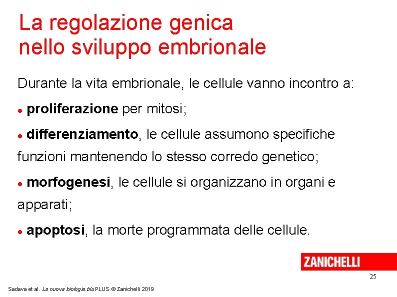 La regolazione genica nello sviluppo embrionale Durante la vita embrionale, le cellule vanno incontro