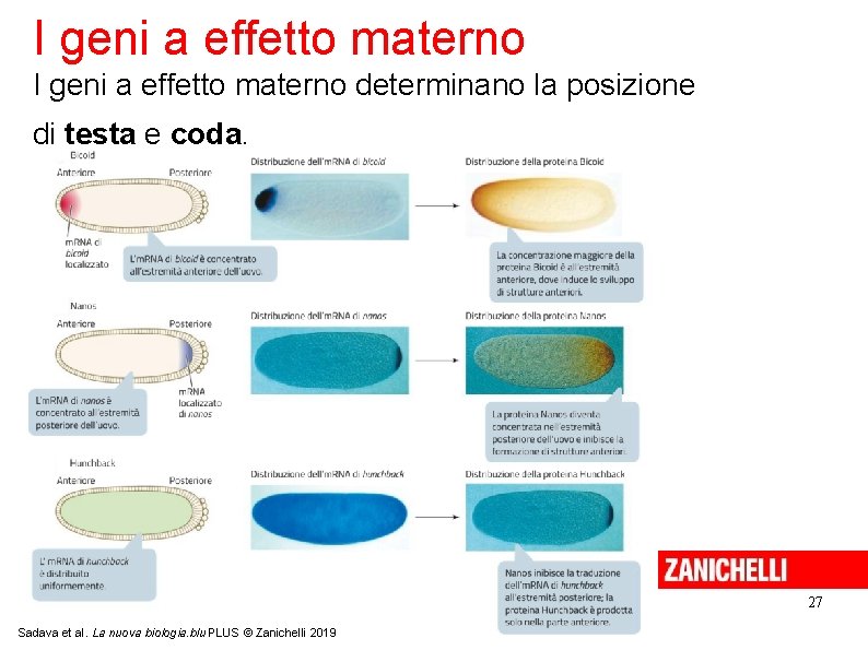 I geni a effetto materno determinano la posizione di testa e coda. 27 Sadava